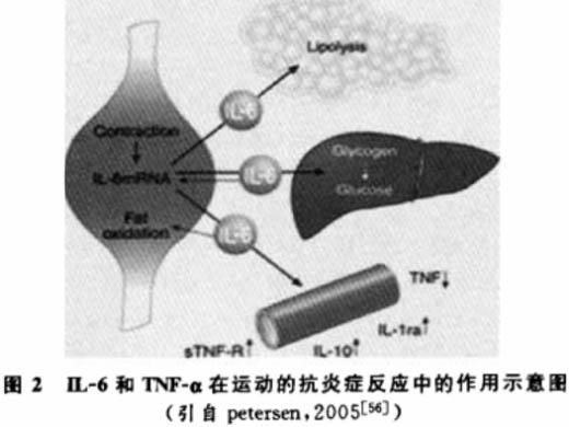 肥胖與運(yùn)動(dòng)研究進(jìn)展——慢性炎癥反應(yīng)學(xué)說(shuō)