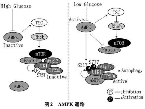 缺血缺氧狀態下細胞自噬相關分子機制的研究