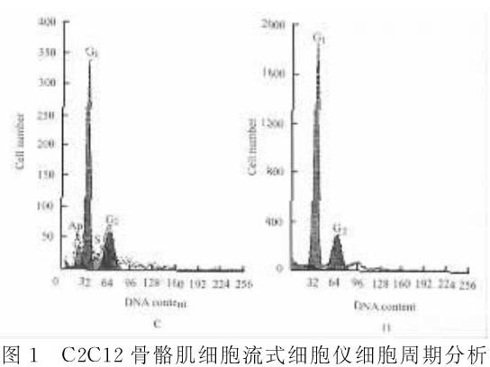 骨骼肌肌細胞增殖及分化過程中凋亡現象