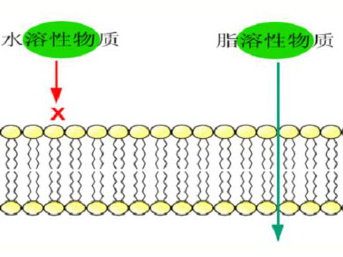 科學發展的歷程與細胞膜結構的各種學說