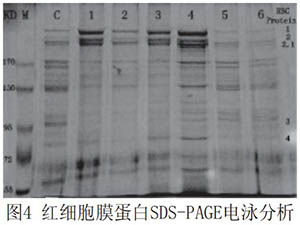 全血pH環境對紅細胞膜流動性和膜蛋白的影