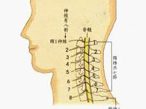 頸椎結構簡介